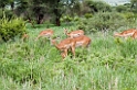 Impala